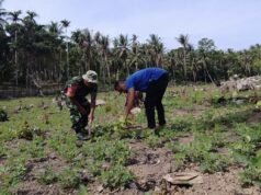 Kemanunggalan TNI–Rakyat, Babinsa Keuneukai Ikut Rawat Tanaman Kebun