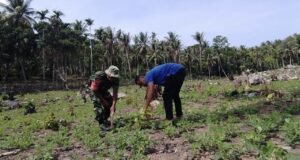 Kemanunggalan TNI–Rakyat, Babinsa Keuneukai Ikut Rawat Tanaman Kebun