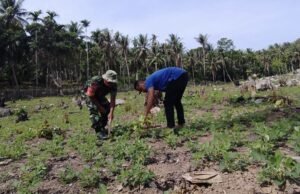 Kemanunggalan TNI–Rakyat, Babinsa Keuneukai Ikut Rawat Tanaman Kebun