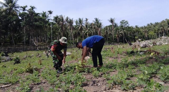 Kemanunggalan TNI–Rakyat, Babinsa Keuneukai Ikut Rawat Tanaman Kebun
