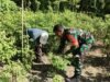 Pendampingan Babinsa di Kebun Cabai, Upaya Nyata Tingkatkan Ketahanan Pangan