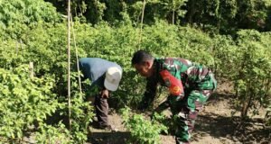 Pendampingan Babinsa di Kebun Cabai, Upaya Nyata Tingkatkan Ketahanan Pangan