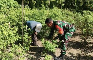 Pendampingan Babinsa di Kebun Cabai, Upaya Nyata Tingkatkan Ketahanan Pangan
