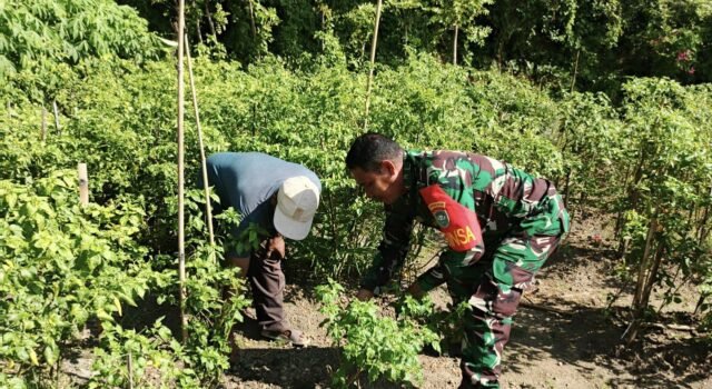 Pendampingan Babinsa di Kebun Cabai, Upaya Nyata Tingkatkan Ketahanan Pangan