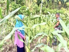 Babinsa Koramil 01/Sukajaya Dampingi Poktan Maju Beurata Pantau Pertumbuhan Jagung Manis