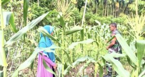 Babinsa Koramil 01/Sukajaya Dampingi Poktan Maju Beurata Pantau Pertumbuhan Jagung Manis