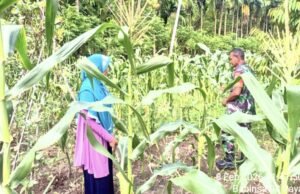 Babinsa Koramil 01/Sukajaya Dampingi Poktan Maju Beurata Pantau Pertumbuhan Jagung Manis