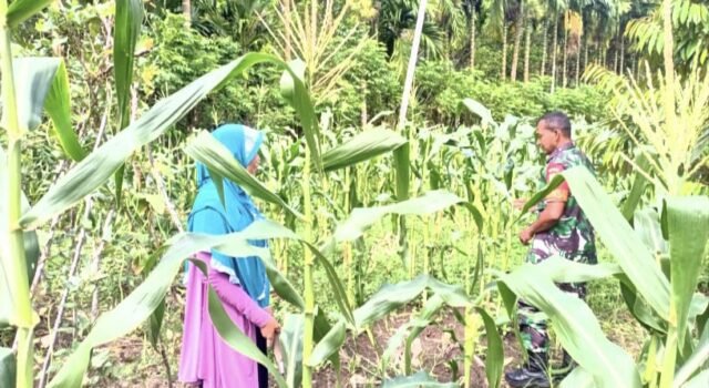 Babinsa Koramil 01/Sukajaya Dampingi Poktan Maju Beurata Pantau Pertumbuhan Jagung Manis