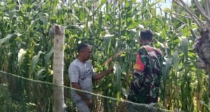 Peduli Pertanian, Babinsa Beurawang Aktif Dampingi Petani di Gampong Binaan