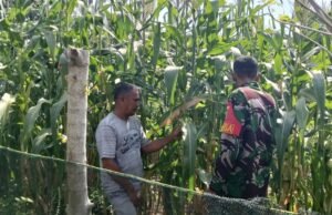 Peduli Pertanian, Babinsa Beurawang Aktif Dampingi Petani di Gampong Binaan