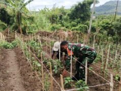 Babinsa Kuta Barat Aktif Dampingi Warga, Penanaman Cabai Turut Perkuat Ketahanan Pangan