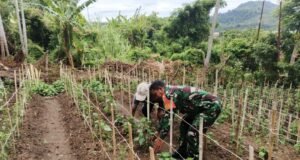 Babinsa Kuta Barat Aktif Dampingi Warga, Penanaman Cabai Turut Perkuat Ketahanan Pangan