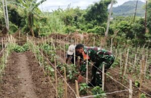 Babinsa Kuta Barat Aktif Dampingi Warga, Penanaman Cabai Turut Perkuat Ketahanan Pangan