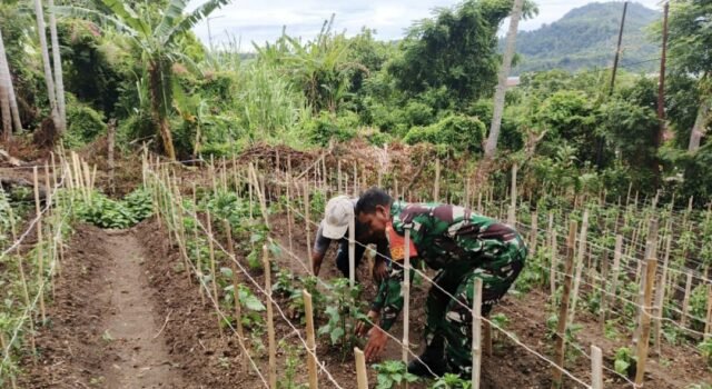 Babinsa Kuta Barat Aktif Dampingi Warga, Penanaman Cabai Turut Perkuat Ketahanan Pangan