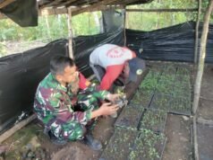 Babinsa Krueng Raya Dampingi Pembibitan Cabai, Wujud Nyata Dukung Swasembada Pangan