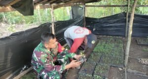 Babinsa Krueng Raya Dampingi Pembibitan Cabai, Wujud Nyata Dukung Swasembada Pangan