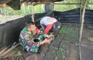 Babinsa Krueng Raya Dampingi Pembibitan Cabai, Wujud Nyata Dukung Swasembada Pangan