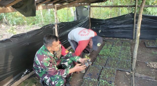 Babinsa Krueng Raya Dampingi Pembibitan Cabai, Wujud Nyata Dukung Swasembada Pangan