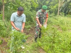Babinsa Koramil 01/Sukajaya Dampingi Petani Cabai, Dorong Ketahanan Pangan di Gampong Ie Meulee