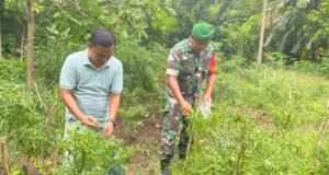 Babinsa Koramil 01/Sukajaya Dampingi Petani Cabai, Dorong Ketahanan Pangan di Gampong Ie Meulee