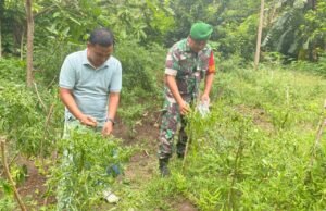 Babinsa Koramil 01/Sukajaya Dampingi Petani Cabai, Dorong Ketahanan Pangan di Gampong Ie Meulee