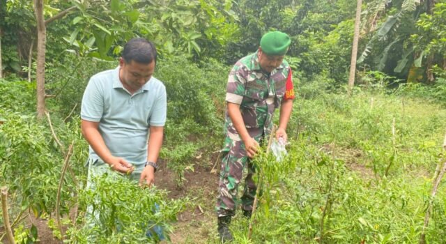 Babinsa Koramil 01/Sukajaya Dampingi Petani Cabai, Dorong Ketahanan Pangan di Gampong Ie Meulee