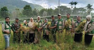 Semangat Ketahanan Pangan, Babinsa Hadir Monitoring Panen Padi Gogo Wilayah Binaan