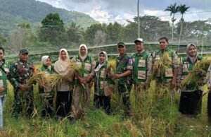 Semangat Ketahanan Pangan, Babinsa Hadir Monitoring Panen Padi Gogo Wilayah Binaan