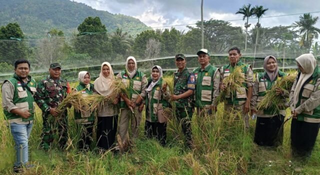 Semangat Ketahanan Pangan, Babinsa Hadir Monitoring Panen Padi Gogo Wilayah Binaan