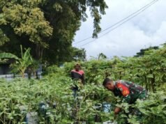 Babinsa Koramil 02/Sukakarya Dampingi Warga Bersihkan Lahan Tanaman Terong di Gampong Kuta Barat