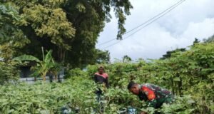 Babinsa Koramil 02/Sukakarya Dampingi Warga Bersihkan Lahan Tanaman Terong di Gampong Kuta Barat