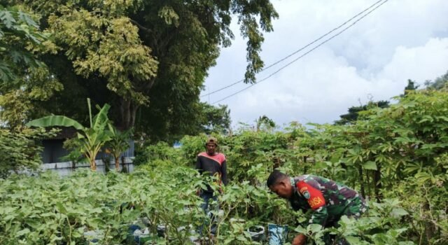 Babinsa Koramil 02/Sukakarya Dampingi Warga Bersihkan Lahan Tanaman Terong di Gampong Kuta Barat