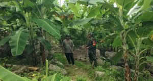 Babinsa Koramil 02/Sukakarya Dampingi Warga Krueng Raya Kembangkan Budidaya Pisang