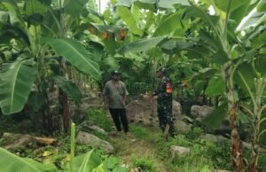 Babinsa Koramil 02/Sukakarya Dampingi Warga Krueng Raya Kembangkan Budidaya Pisang