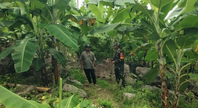 Babinsa Koramil 02/Sukakarya Dampingi Warga Krueng Raya Kembangkan Budidaya Pisang