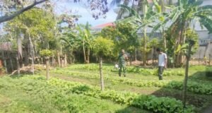 Babinsa Kuta Ateuh Aktif Kawal Ketahanan Pangan, Pastikan Lahan Warga Produktif