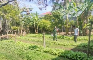 Babinsa Kuta Ateuh Aktif Kawal Ketahanan Pangan, Pastikan Lahan Warga Produktif