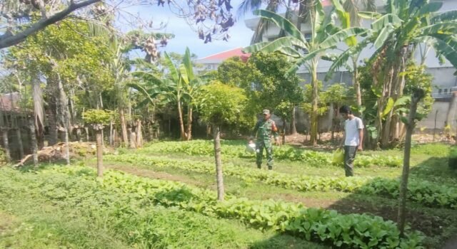 Babinsa Kuta Ateuh Aktif Kawal Ketahanan Pangan, Pastikan Lahan Warga Produktif