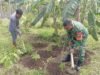 Babinsa Koramil 01/Sukajaya Dampingi Petani Gampong Cot Abeuk Wujudkan Ketahanan Pangan