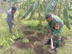 Babinsa Koramil 01/Sukajaya Dampingi Petani Gampong Cot Abeuk Wujudkan Ketahanan Pangan