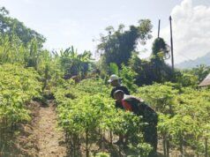 Babinsa Kuta Barat Dampingi Warga Optimalkan Tanaman Cabai untuk Ketahanan Pangan