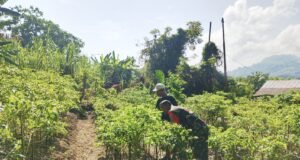 Babinsa Kuta Barat Dampingi Warga Optimalkan Tanaman Cabai untuk Ketahanan Pangan