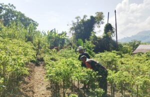 Babinsa Kuta Barat Dampingi Warga Optimalkan Tanaman Cabai untuk Ketahanan Pangan
