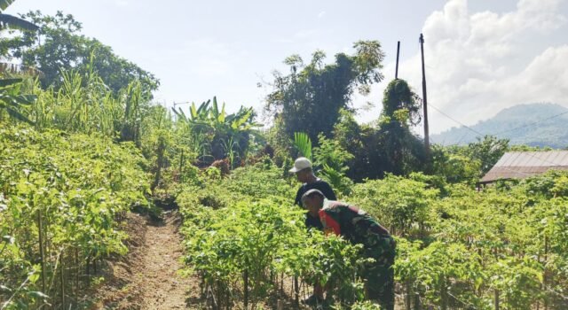 Babinsa Kuta Barat Dampingi Warga Optimalkan Tanaman Cabai untuk Ketahanan Pangan