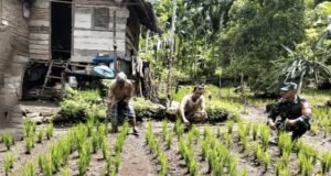 Peran Aktif Babinsa Koramil 02/Sukakarya Dampingi Petani, Pastikan Padi Gogo Tumbuh Optimal