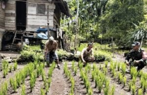 Peran Aktif Babinsa Koramil 02/Sukakarya Dampingi Petani, Pastikan Padi Gogo Tumbuh Optimal