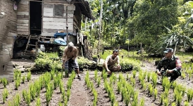 Peran Aktif Babinsa Koramil 02/Sukakarya Dampingi Petani, Pastikan Padi Gogo Tumbuh Optimal