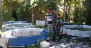 Babinsa Kuta Timu Optimalkan Potensi Sumber Air, Dorong Pembibitan Lele Warga Lebih Produktif