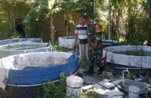 Babinsa Kuta Timu Optimalkan Potensi Sumber Air, Dorong Pembibitan Lele Warga Lebih Produktif