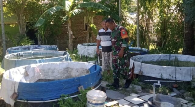 Babinsa Kuta Timu Optimalkan Potensi Sumber Air, Dorong Pembibitan Lele Warga Lebih Produktif